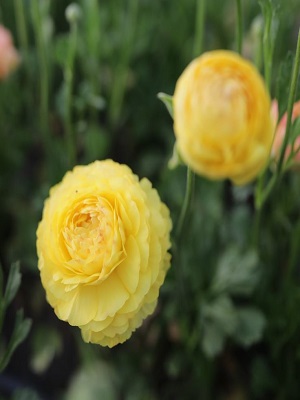 RANUNCULUS Pastel Lemon